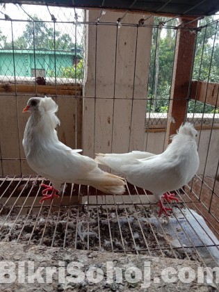 ARBA fancy Pigeon farm